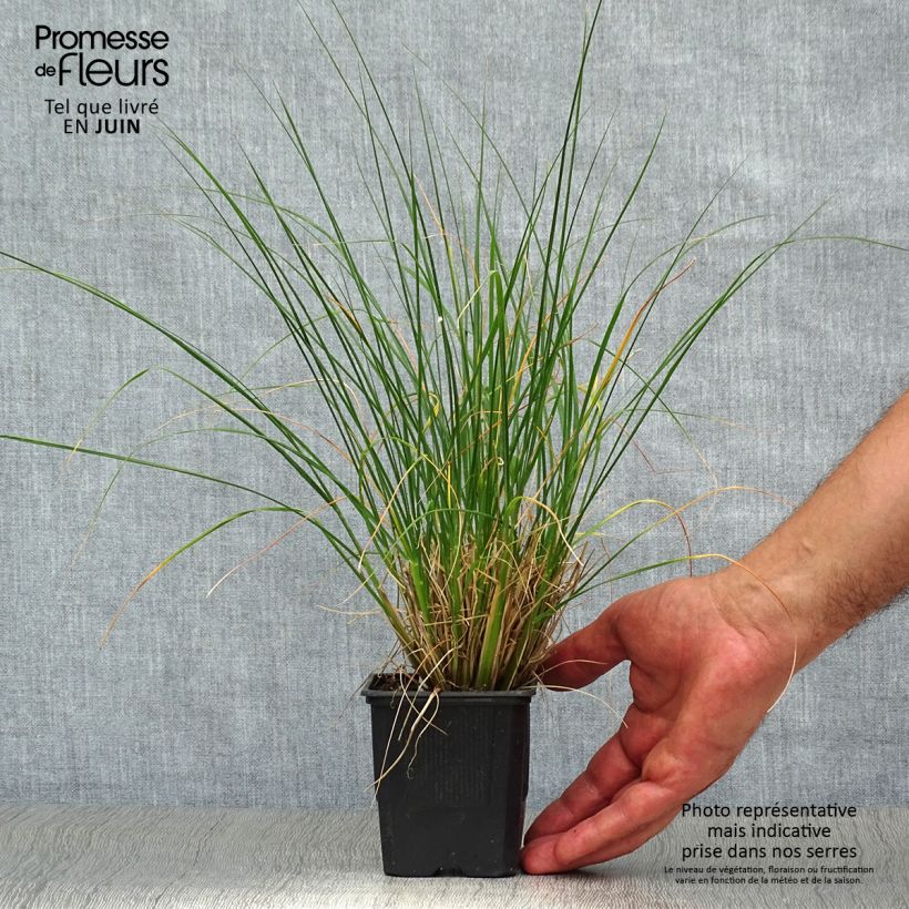Spécimen de Pennisetum alopecuroides Hameln - Herbe aux écouvillons Godet de 8/9 cm tel que livré en été