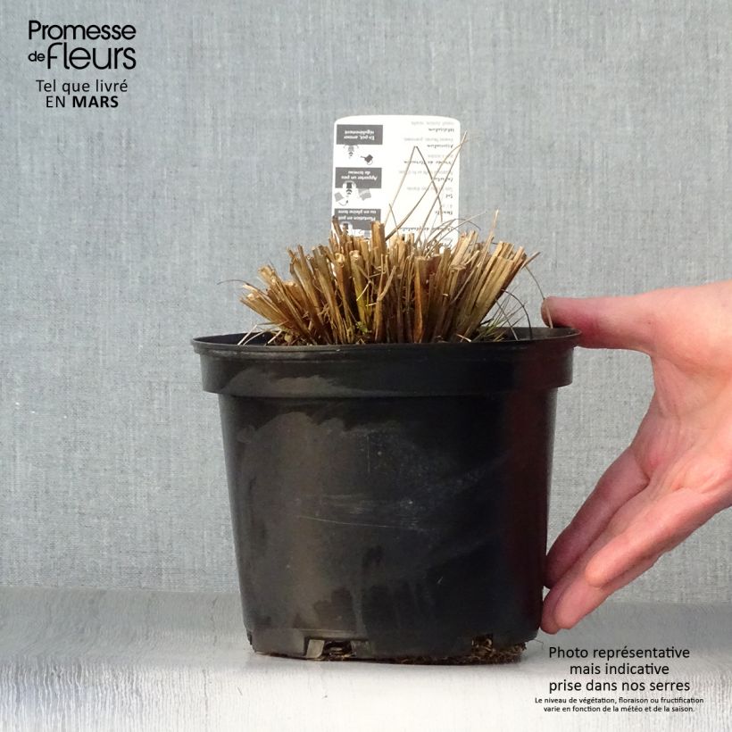 Example of Pennisetum alopecuroides Hameln - Herbe aux écouvillons Pot de 2L/3L as you get in printemps