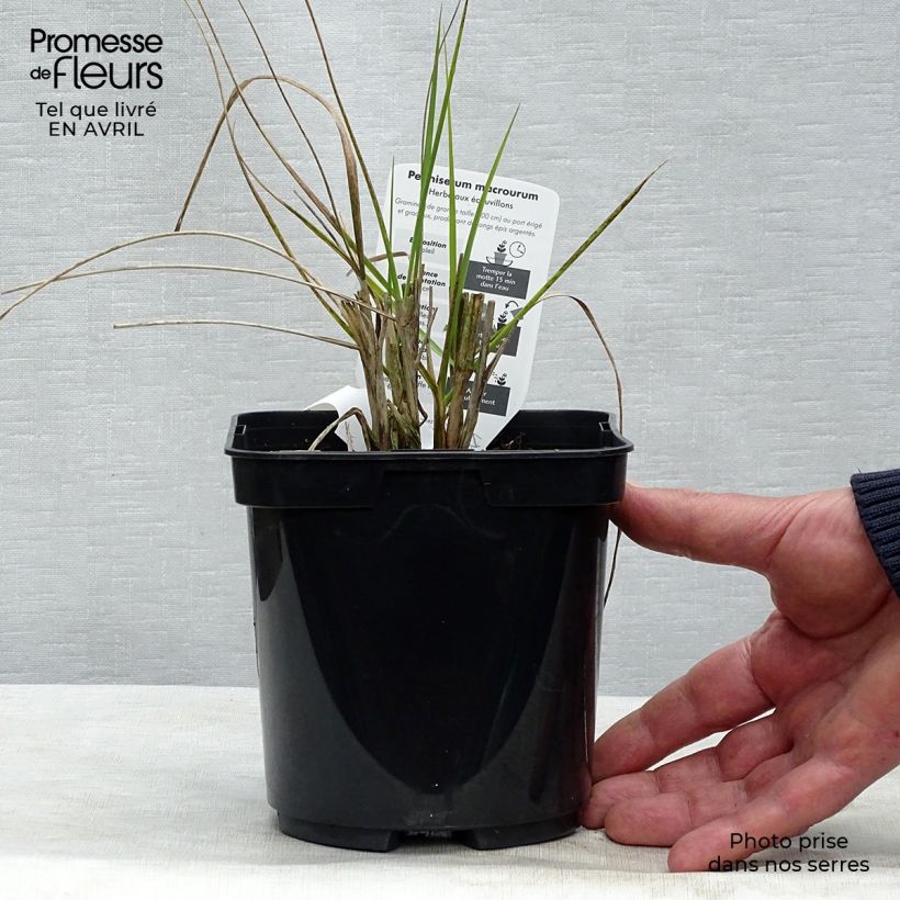 Example of Pennisetum alopecuroïdes Japonicum - Herbe aux écouvillons Pot de 2L/3L as you get in printemps