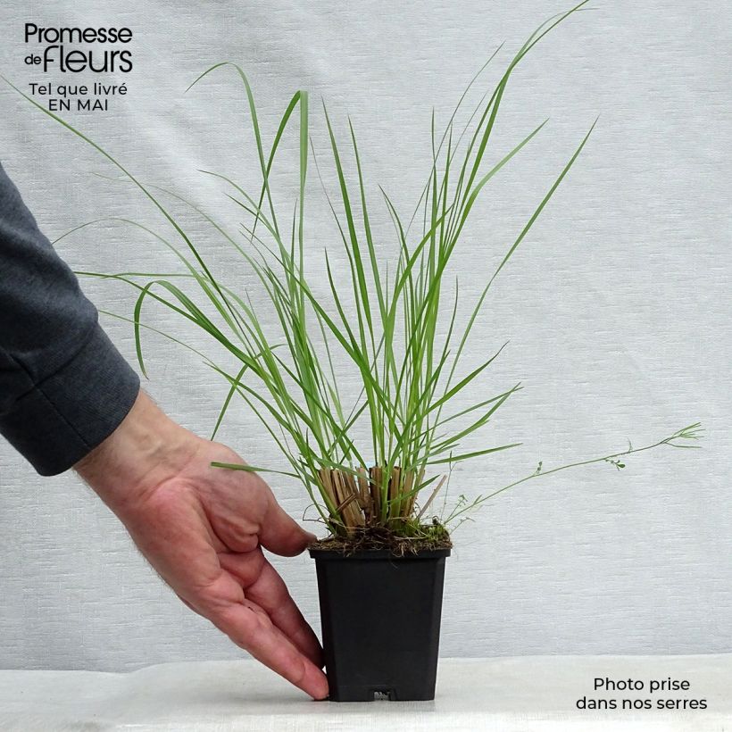 Example of Pennisetum alopecuroïdes Japonicum - Herbe aux écouvillons Godet de 8/9 cm as you get in printemps