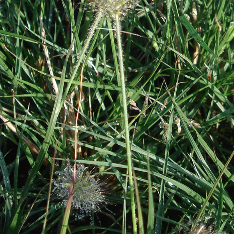 Pennisetum alopecuroides Little Bunny - Herbe aux écouvillons (Foliage)