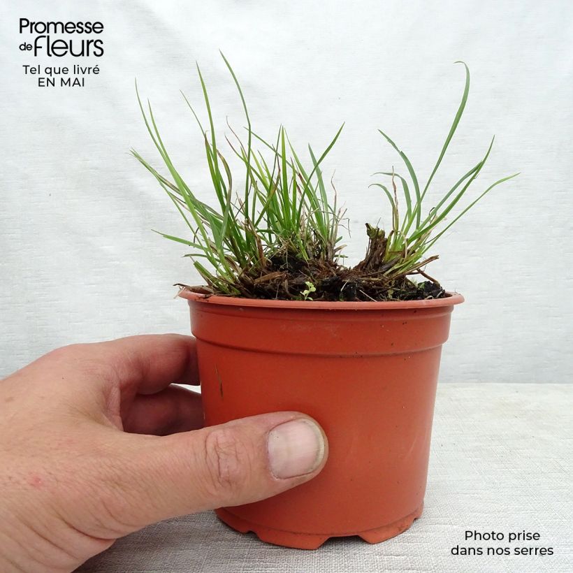 Example of Pennisetum alopecuroides Little Bunny - Herbe aux écouvillons Godet de 8/9 cm as you get in printemps