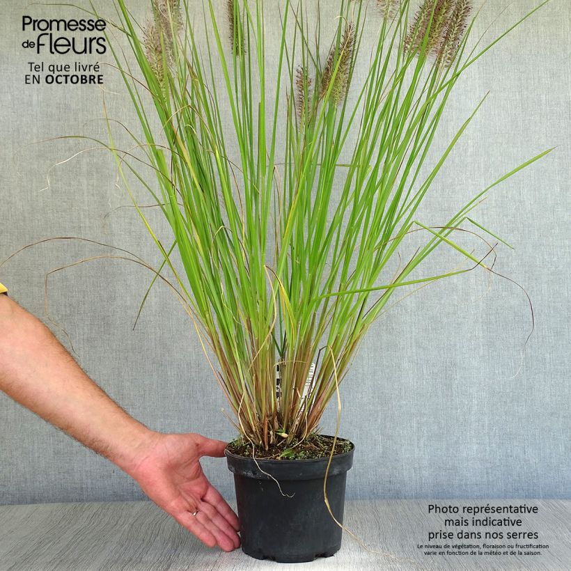 Spécimen de Pennisetum alopecuroïdes Moudry - Herbe aux écouvillons Pot de 2L/3L tel que livré en automne