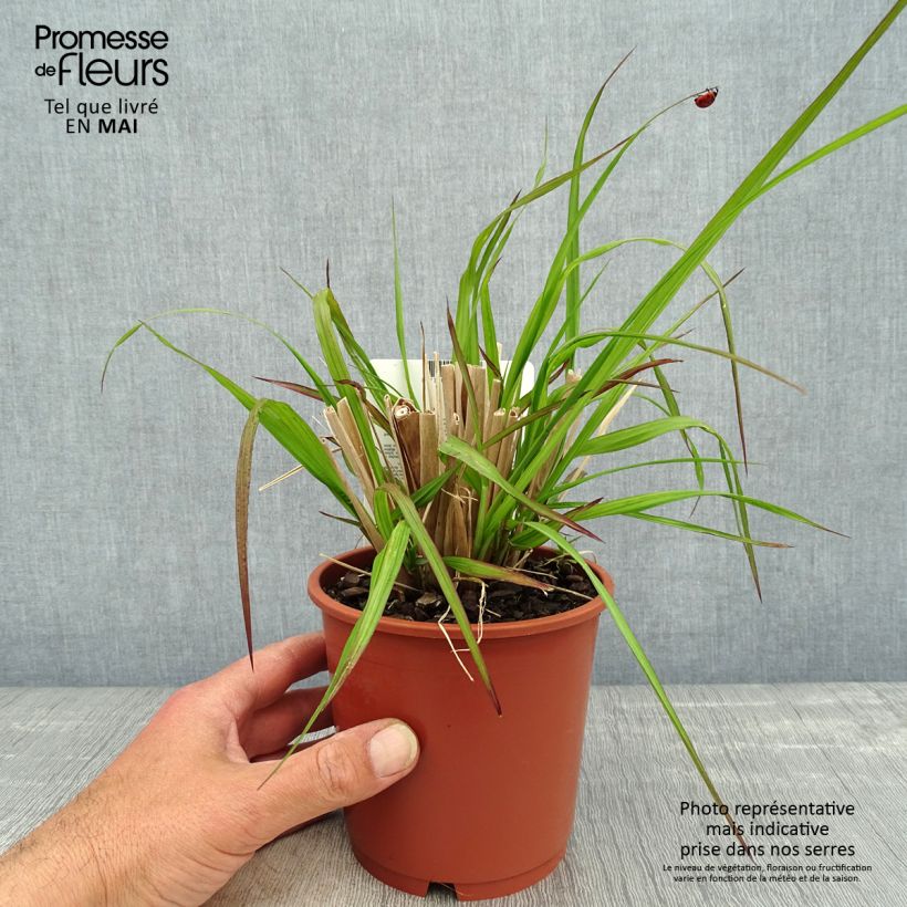 Spécimen de Pennisetum alopecuroides National Arboretum - Herbe aux écouvillons pourpres Pot de 1L/1,5L tel que livré au printemps