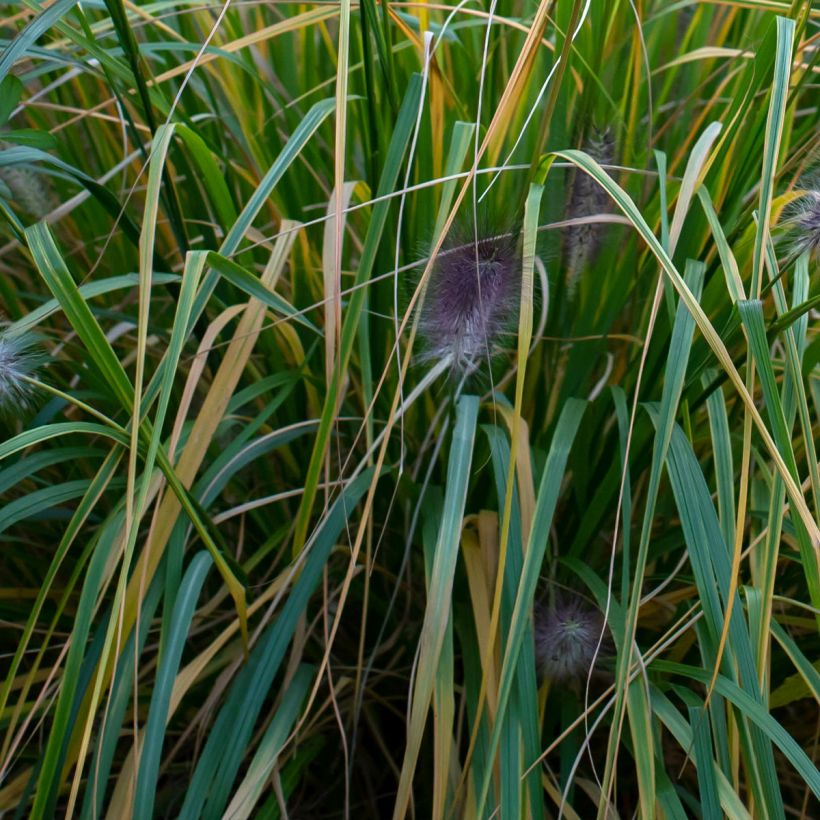 Pennisetum alopecuroides Red Head - Herbe aux écouvillons (Foliage)