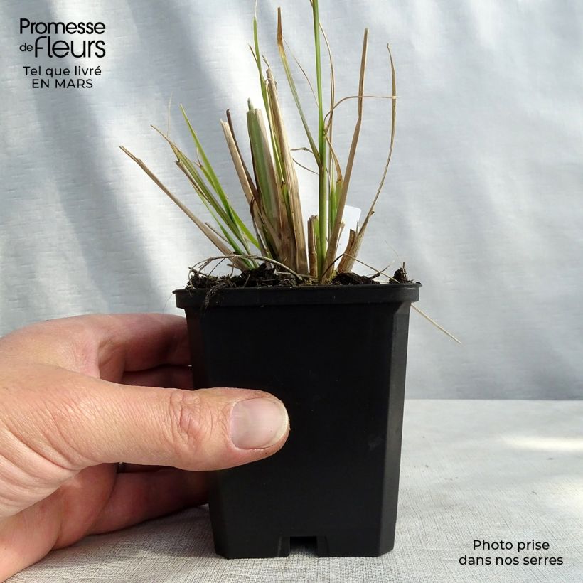 Example of Pennisetum alopecuroïdes f. viridescens - Herbe aux écouvillons Godet de 8/9 cm as you get in printemps