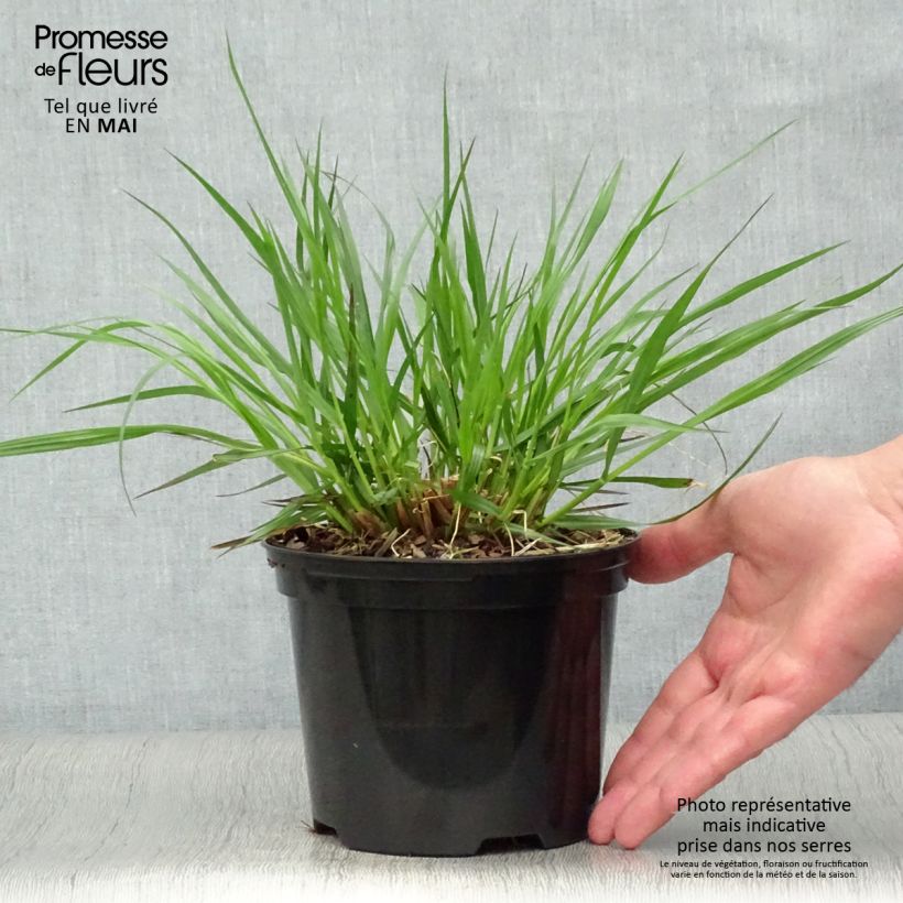 Example of Pennisetum alopecuroïdes f. viridescens - Herbe aux écouvillons Pot de 2L/3L as you get in printemps