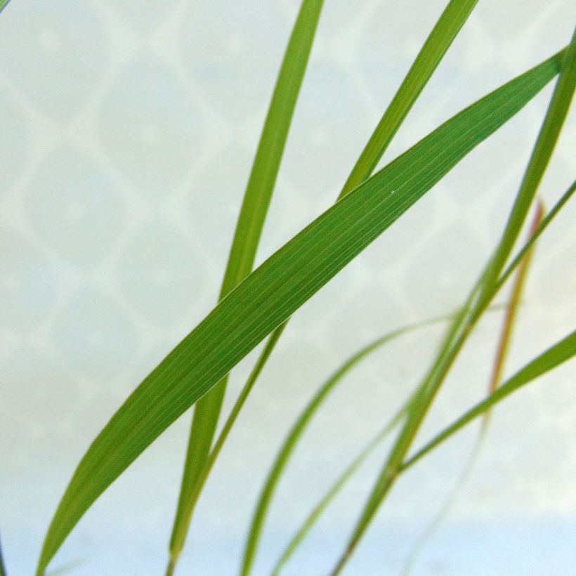 Pennisetum incomptum - Herbe aux écouvillons. (Foliage)