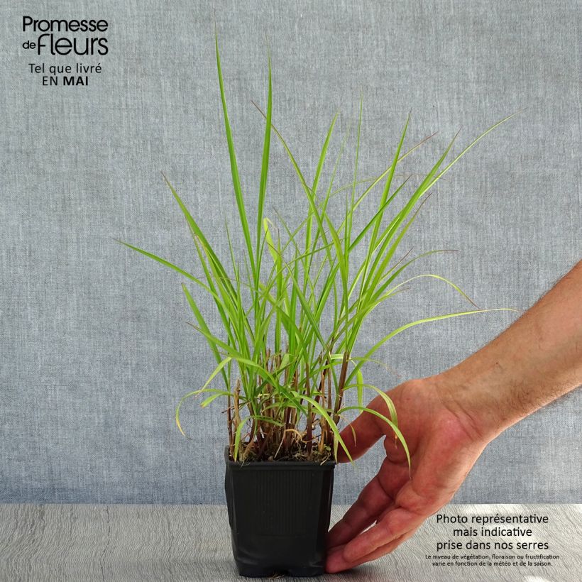 Example of Pennisetum incomptum - Herbe aux écouvillons. Godet de 8/9 cm as you get in printemps