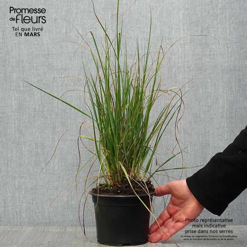 Spécimen de Pennisetum macrourum - Herbe aux écouvillons Pot de 2L/3L tel que livré au printemps