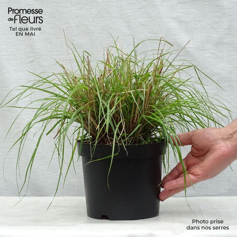 Example of Pennisetum massaicum Red Bunny Tail Pot de 2L/3L as you get in printemps