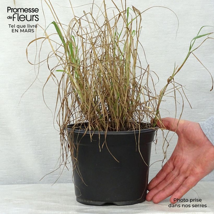 Example of Pennisetum orientale - Herbe aux écouvillons  Pot de 2L/3L as you get in printemps