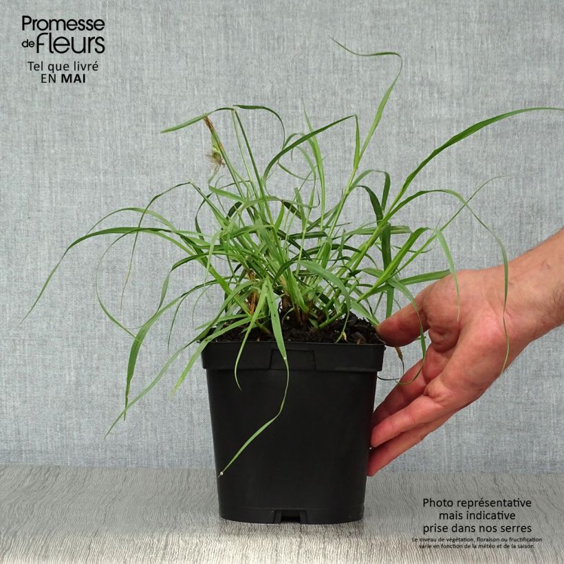 Example of Pennisetum orientale Tall Tails - Herbe aux écouvillons blanc argenté Pot de 2L/3L as you get in printemps