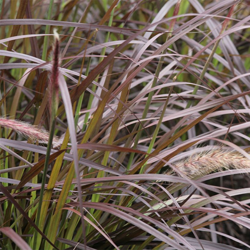 Pennisetum x advena Rubrum - Herbe aux écouvillons pourpres (Foliage)