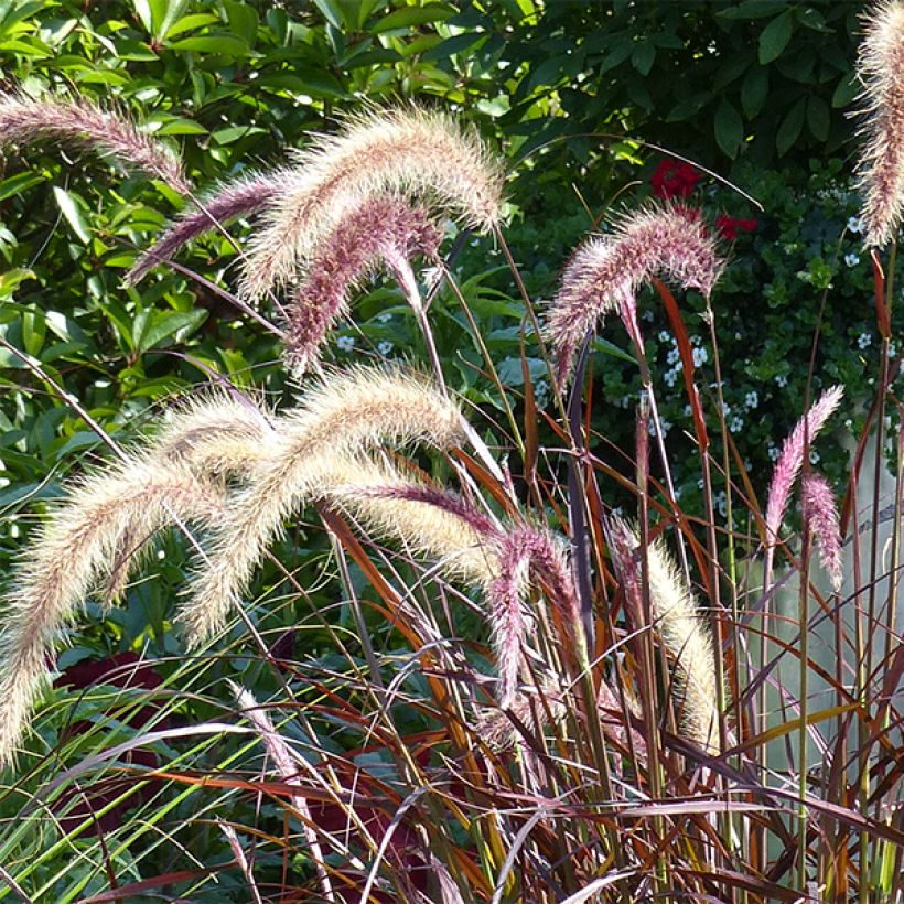 Pennisetum x advena Rubrum - Herbe aux écouvillons pourpres (Flowering)