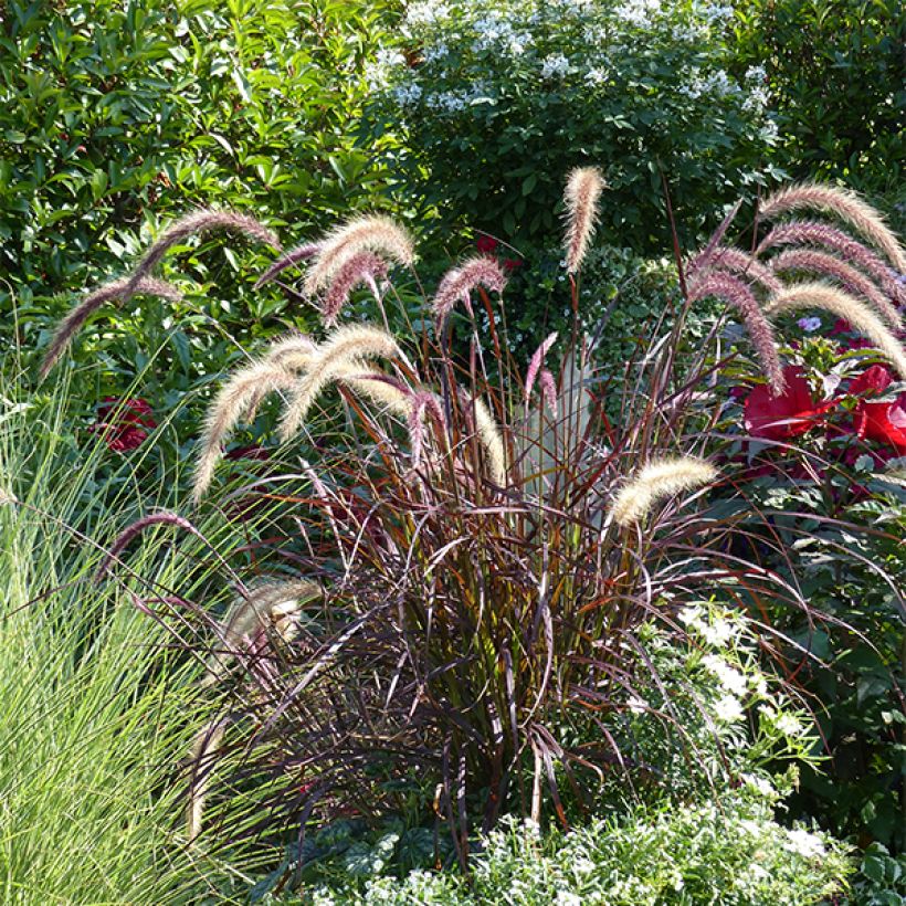 Pennisetum x advena Rubrum - Herbe aux écouvillons pourpres (Plant habit)