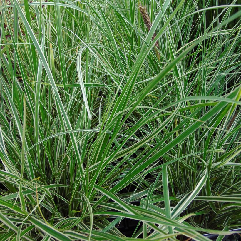 Pennisetum setaceum Skyrocket - Herbe aux écouvillons (Foliage)