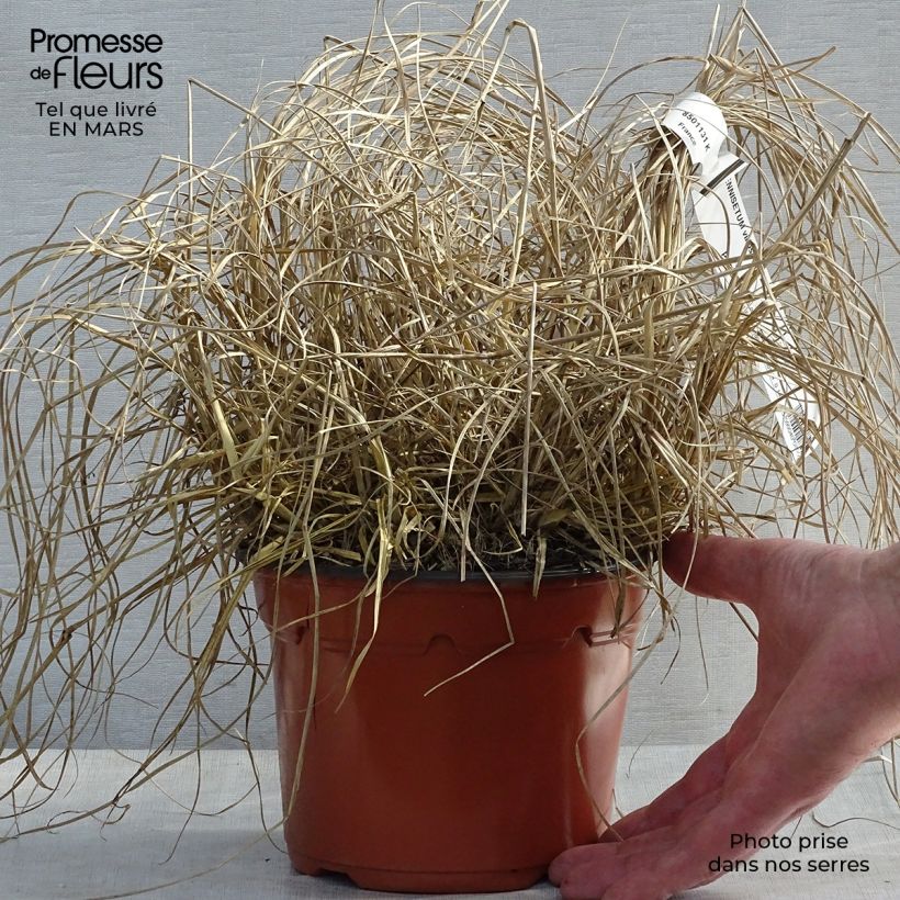 Example of Pennisetum villosum - Herbe aux écouvillons Pot de 2L/3L as you get in printemps