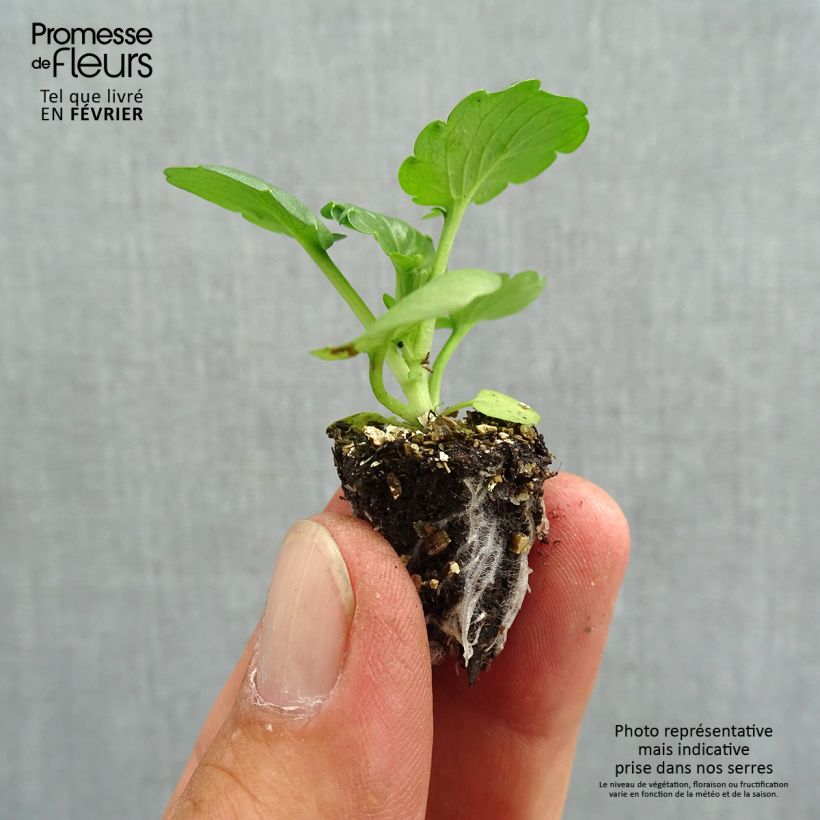 Spécimen de Pensée Carrera Autumn Berries Mini-motte Minimotte : motte 2,2 cm x 2 cm en plaque de culture par 35, Plant vert de 3 cm de haut environ tel que livré en automne