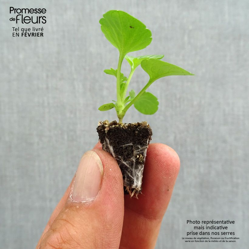 Spécimen de Pensée Carrera Pink Shades Mini-motte Minimotte : motte 2,2 cm x 2 cm en plaque de culture par 35, Plant vert de 3 cm de haut environ tel que livré en automne