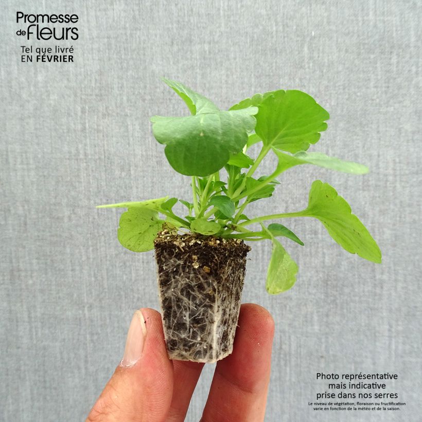 Spécimen de Pensée Carrera Pink Shades Mini-motte Jardimotte : motte 3,8 cm x 3,2 cm en plaque de culture par 16, Plant vert de 5 cm de haut environ tel que livré en automne