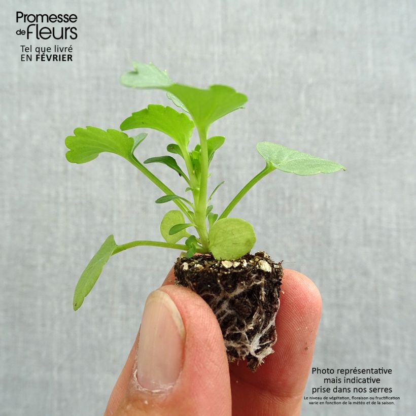 Spécimen de Pensée Carrera Rose Blotch Mini-motte Minimotte : motte 2,2 cm x 2 cm en plaque de culture par 35, Plant vert de 3 cm de haut environ tel que livré en automne