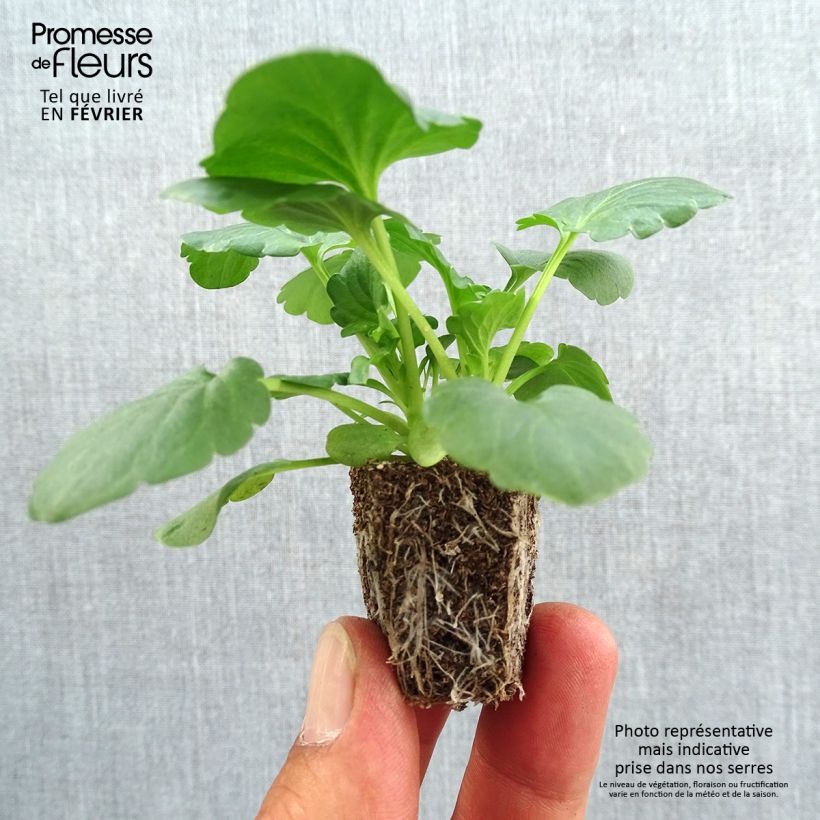 Spécimen de Pensée Carrera White  Jardimotte : motte 3,8 cm x 3,2 cm en plaque de culture par 16, Plant vert de 5 cm de haut environ tel que livré en automne