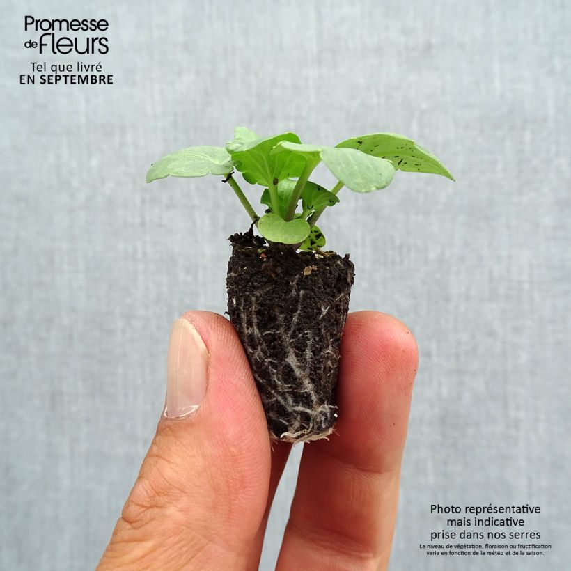 Spécimen de Pensée Cats F1 en mélange Mini-motte Mini-motte Ø 1,5/2,5 cm, Plant vert de 3 à 5 cm de haut environ tel que livré en automne