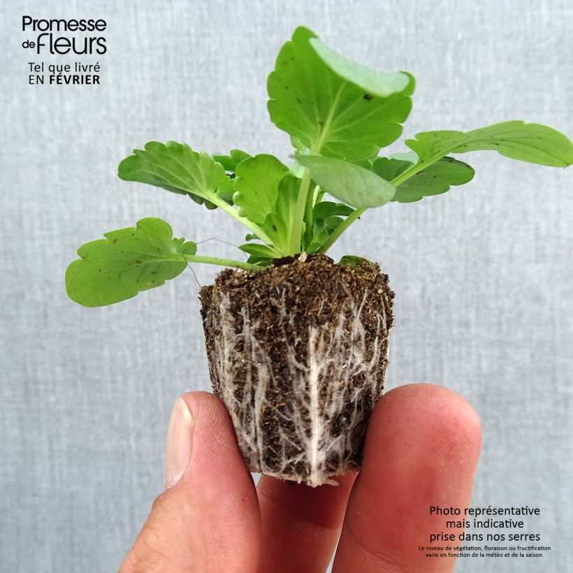 Example of Pensée Félix en mélange Mini-motte Jardimotte : motte 3,8 cm x 3,2 cm en plaque de culture par 16, Plant vert de 5 cm de haut environ as you get in automne