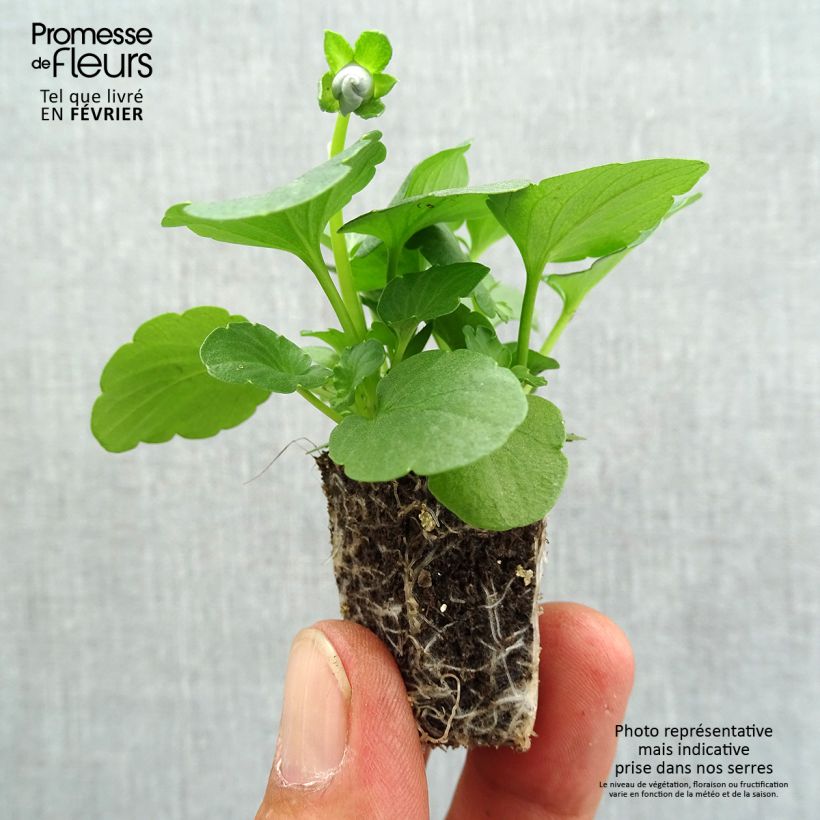 Example of Pensée Inspire Silver Blue miini-motte - Mottes de 3,8 x 3,2 cm en plaque de culture par 16 - Viola (x) witrockiana / Viola Carrera Azure Jardimotte : motte 3,8 cm x 3,2 cm en plaque de culture par 16, Plant vert de 3 cm de haut environ as you get in automne