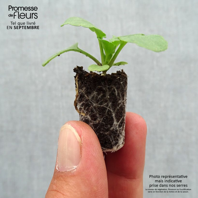 Spécimen de Pensée Matrix Cassis F1  Mini-motte Ø 1,5/2,5 cm, Plant vert de 3 à 5 cm de haut environ tel que livré en automne