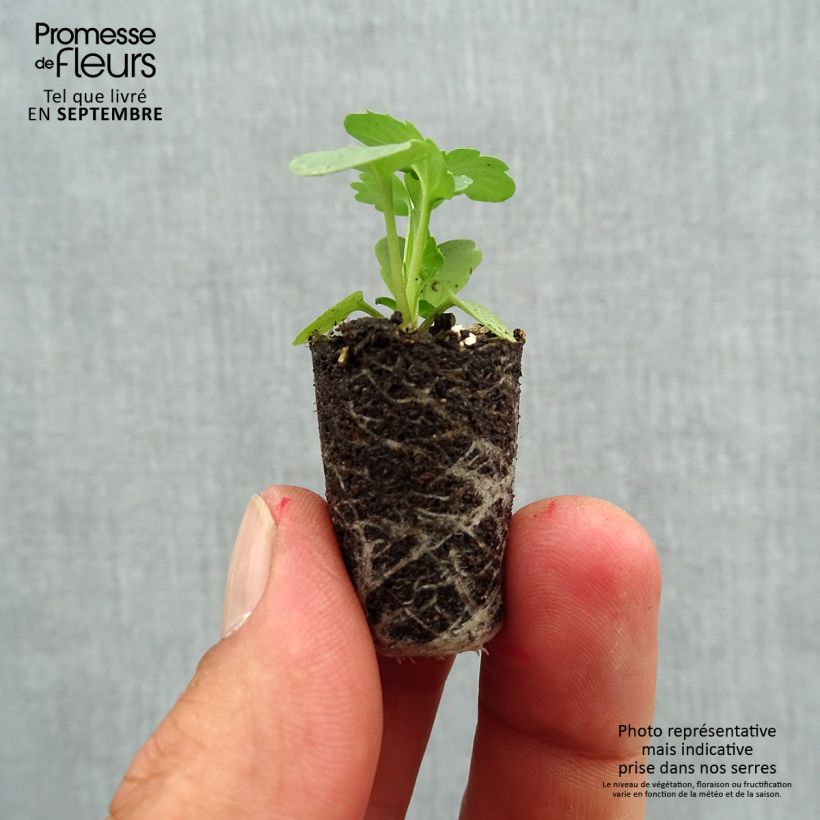 Spécimen de Pensée Matrix Golden Yellow Blotch  Mini-motte Ø 1,5/2,5 cm, Plant vert de 3 à 5 cm de haut environ tel que livré en automne