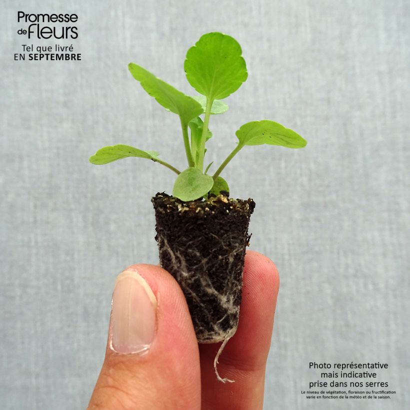 Spécimen de Pensée Matrix Lavender Shades Mini-motte Ø 1,5/2,5 cm, Plant vert de 3 à 5 cm de haut environ tel que livré en automne