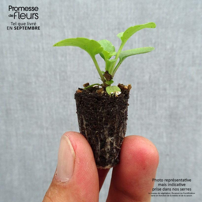 Example of Pensée Matrix Lemon Clear Mini-motte Ø 1,5/2,5 cm, Plant vert de 3 à 5 cm de haut environ as you get in automne