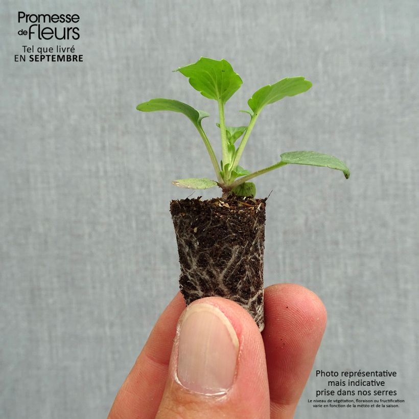 Spécimen de Pensée Matrix Orange Deep F1  Mini-motte Ø 1,5/2,5 cm, Plant vert de 3 à 5 cm de haut environ tel que livré en automne