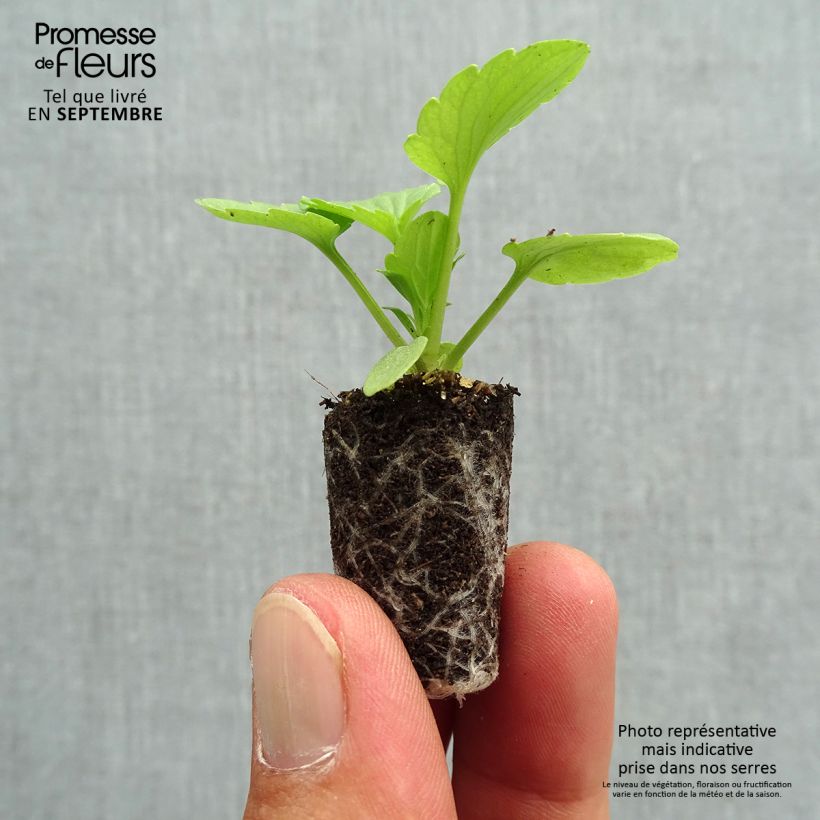 Spécimen de Pensée Matrix Rose  Mini-motte Ø 1,5/2,5 cm, Plant vert de 3 à 5 cm de haut environ tel que livré en automne