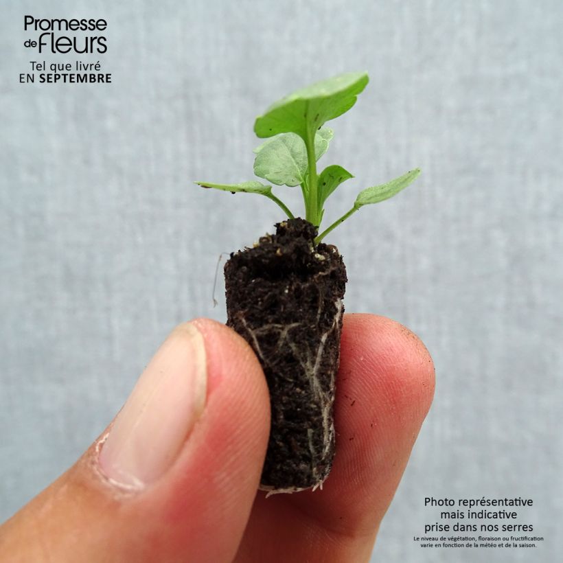 Spécimen de Pensée à Fleurs Moyennes Bimbo Lips - Viola wittrockiana Prim'Up Bimbo Lips Mini-motte Ø 1,5/2,5 cm, Plant vert de 3 à 5 cm de haut environ tel que livré en automne