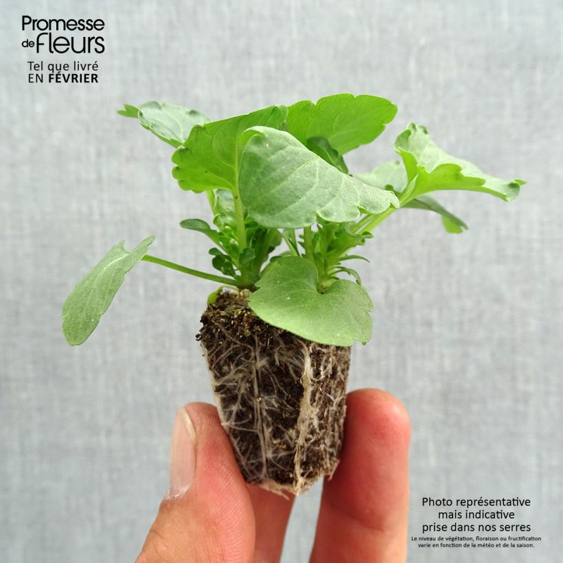 Spécimen de Pensée à Fleurs Moyennes Felix Jeans Mini-motte - Mottes de 3,8 x 3,2 cm en plaque de culture par 16 Jardimotte : motte 3,8 cm x 3,2 cm en plaque de culture par 16, Plant vert de 5 cm de haut environ tel que livré en automne