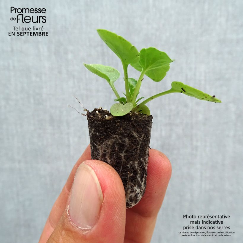 Spécimen de Pensée à Fleurs Moyennes Matrix Midnight Glow - Viola hybrida Matrix F1 Mini-motte Ø 1,5/2,5 cm, Plant vert de 3 à 5 cm de haut environ tel que livré en automne