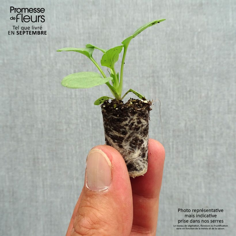 Example of Pensée à Fleurs Moyennes Matrix Sangria F1 Mini-motte - Viola hybrida Mini-motte Ø 1,5/2,5 cm, Plant vert de 3 à 5 cm de haut environ as you get in automne