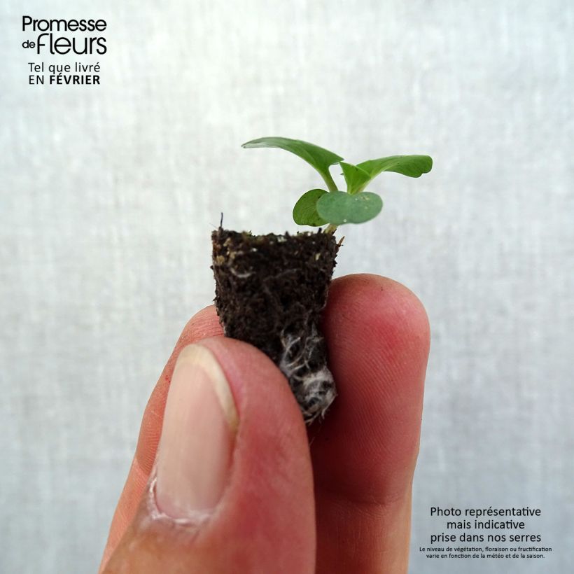 Example of Pensée à Fleurs Moyennes Prim up Blue Yellow Splash - Viola wittrockiana Mini-motte Ø 1,5/2,5 cm as you get in automne