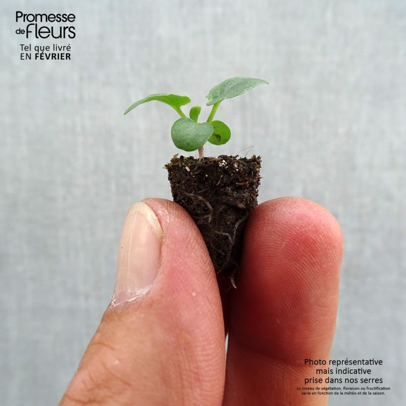 Example of Pensée à Fleurs Moyennes Prim up Red Yellow Mini-motte Ø 1,5/2,5 cm, Plant vert de 5 cm de haut environ as you get in automne