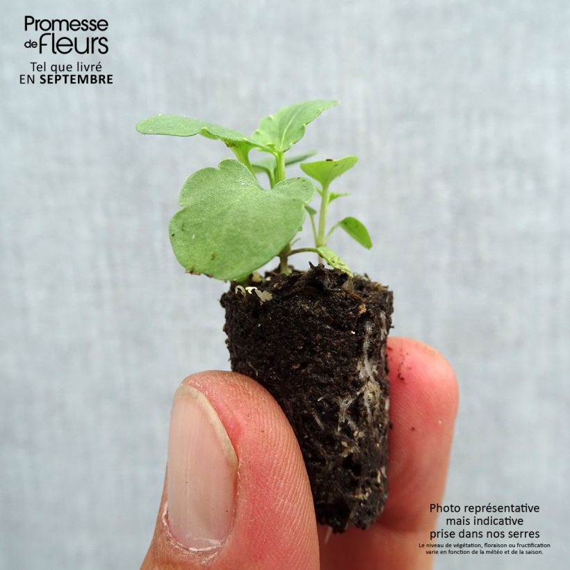 Spécimen de Pensée à Fleurs Moyennes Ultima Morpho Mini-motte Ø 1,5/2,5 cm, Plant vert de 3 à 5 cm de haut environ tel que livré en automne