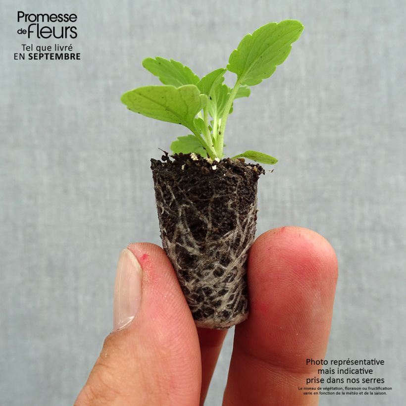 Example of Pensée à Fleurs Moyennes Ultima Radiance Pink F1 Mini-motte Mini-motte Ø 1,5/2,5 cm, Plant vert de 3 à 5 cm de haut environ as you get in automne