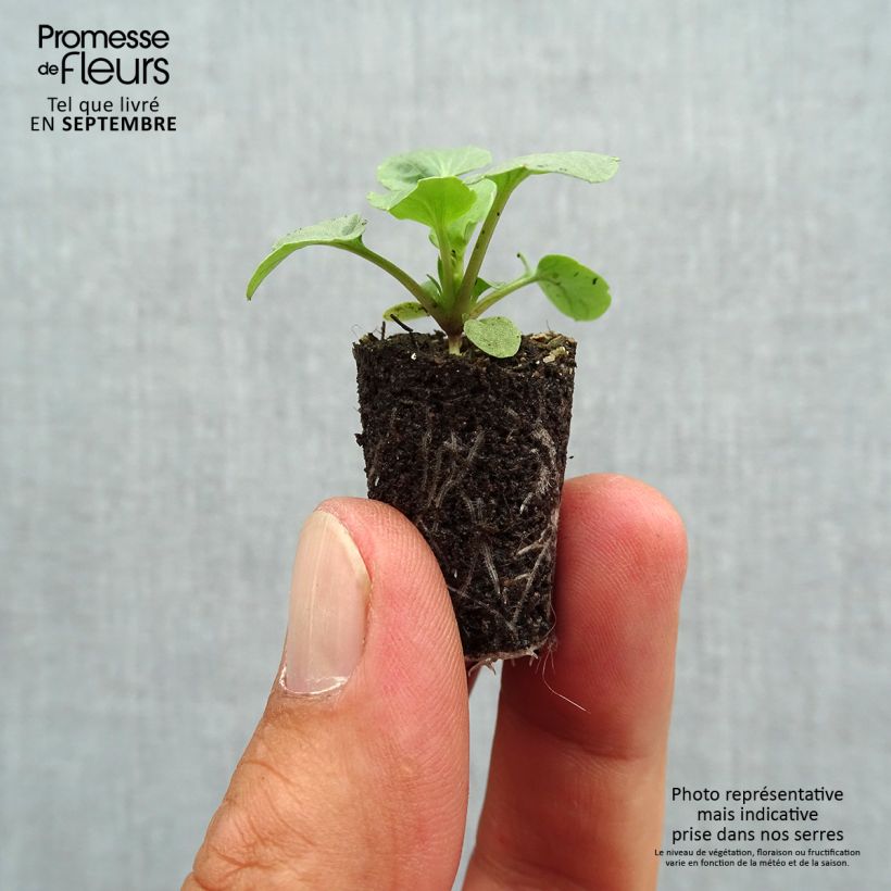 Spécimen de Pensée à Fleurs Moyennes Ultima Radiance Red Mini-motte Mini-motte Ø 1,5/2,5 cm, Plant vert de 3 à 5 cm de haut environ tel que livré en automne