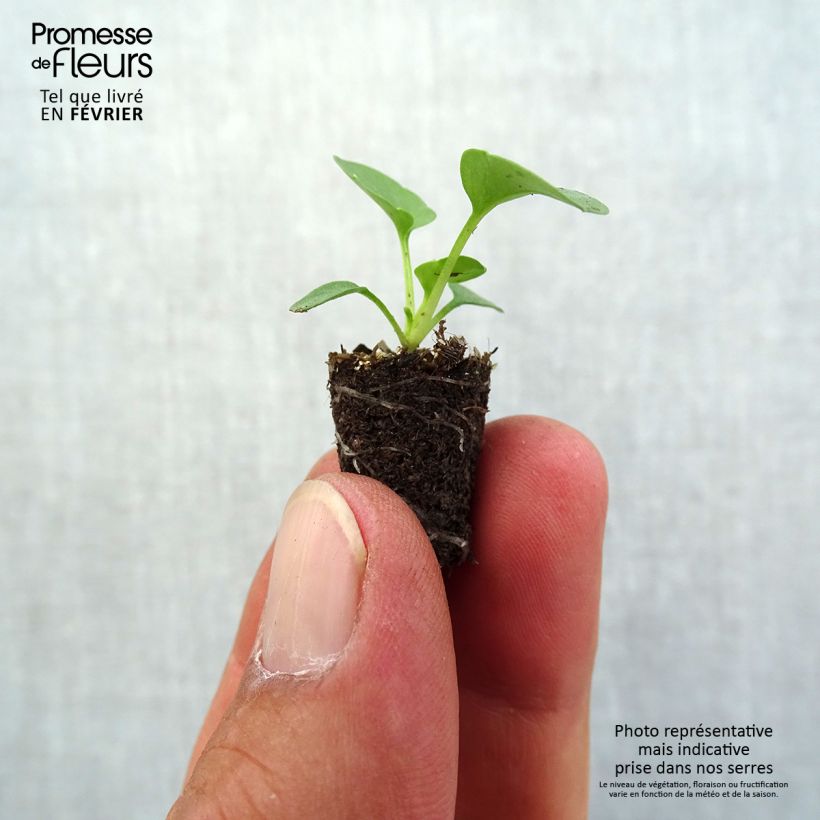 Example of Pensée à Fleurs moyennes Prim Up Yellow Red Blotch - Viola wittrockiana Mini-motte Ø 1,5/2,5 cm as you get in automne