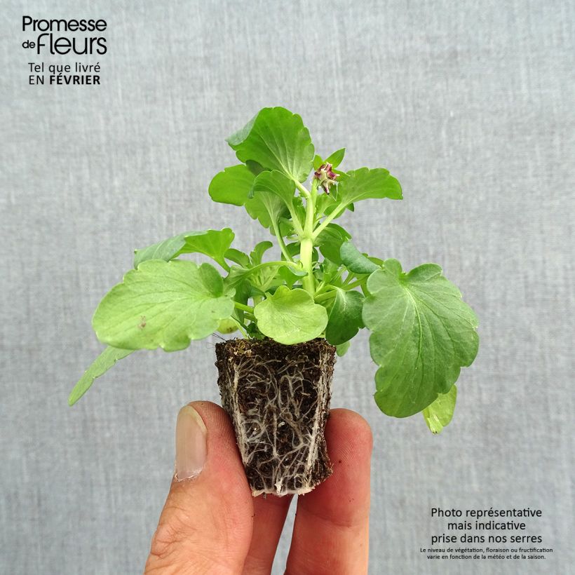 Spécimen de Pensée à fleurs ondulées Farandole en mélange Mini-motte  Jardimotte : motte 3,8 cm x 3,2 cm en plaque de culture par 16, Plant vert de 5 cm de haut environ tel que livré en automne