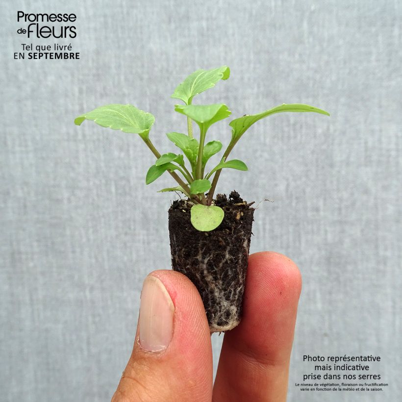 Spécimen de Pensée à fleurs ondulées Frizzle Sizzle F1 en mélange  Mini-motte Ø 1,5/2,5 cm, Plant vert de 3 à 5 cm de haut environ tel que livré en automne