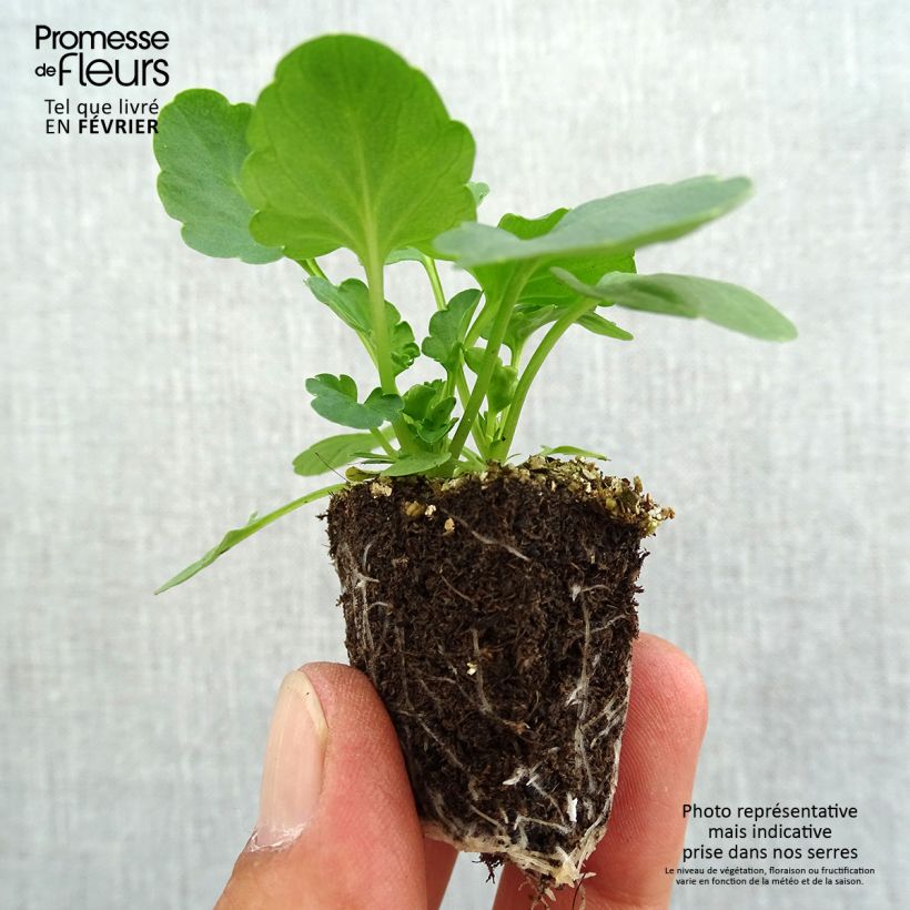 Spécimen de Pensée à grandes fleurs Suprême en mélange Mini-motte Jardimotte : motte 3,8 cm x 3,2 cm en plaque de culture par 16, Plant vert de 5 cm de haut environ tel que livré en automne
