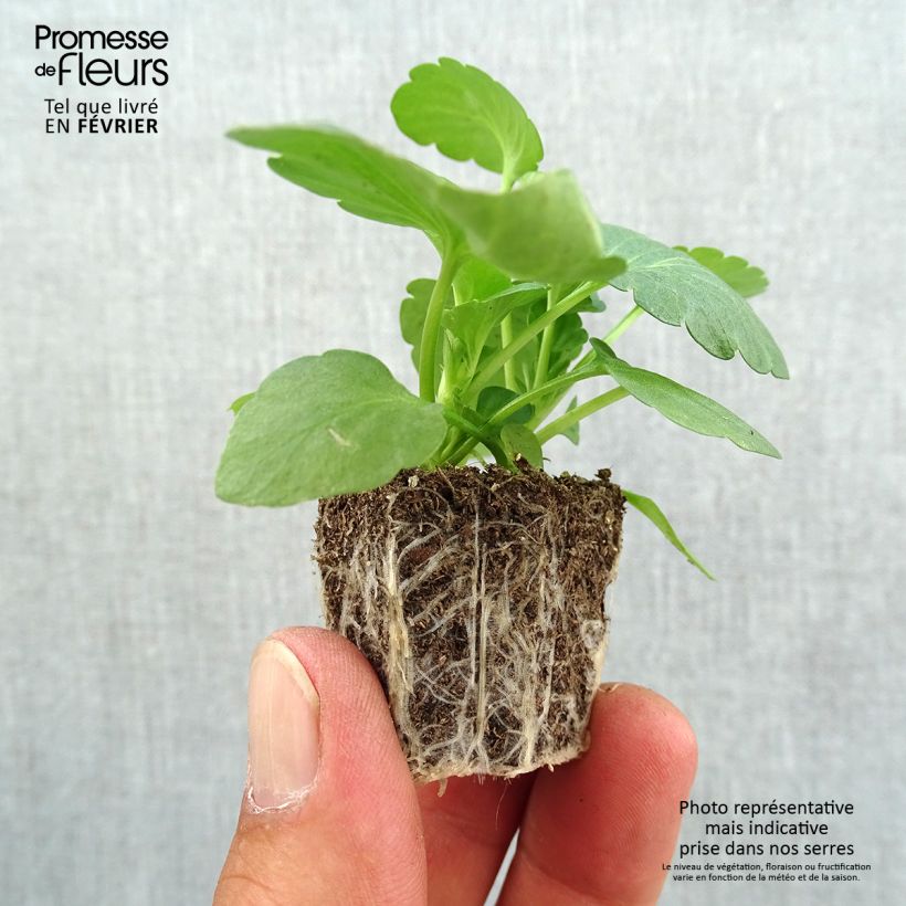 Spécimen de Pensée à très grandes fleurs Big up en mélange Mini-motte Jardimotte : motte 3,8 cm x 3,2 cm en plaque de culture par 16, Plant vert de 5 cm de haut environ tel que livré en automne